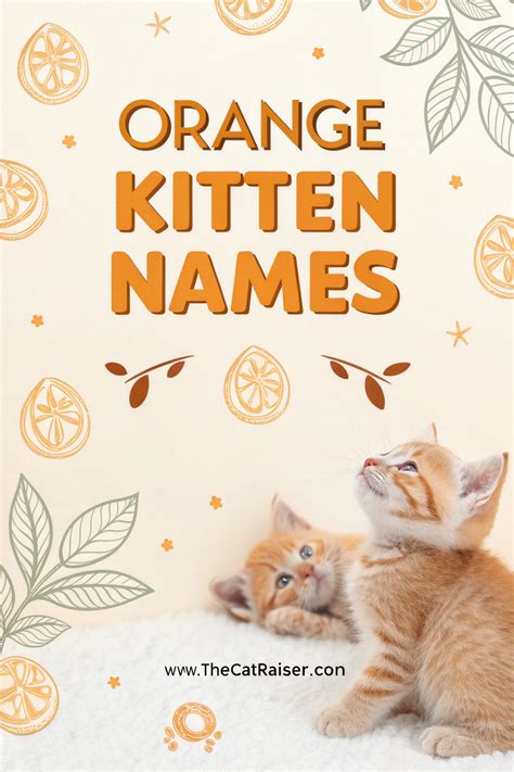 Orange boy kitten names – Artofit