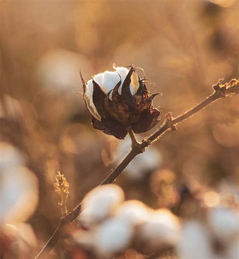 Recycled Cotton Fiber - What is it? | António Salgado