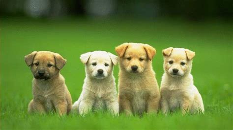 HD Puppy Wallpapers - Top Free HD Puppy Backgrounds - WallpaperAccess