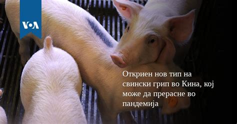 Откриен нов тип на свински грип во Кина, кој може да прерасне во пандемија