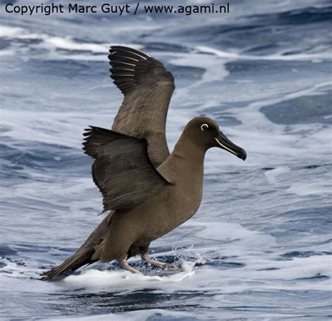 Sooty Albatross - BirdForum Opus | BirdForum