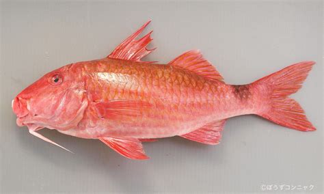 こんにゃくぼうず – ぼうずこんにゃくの市場魚貝類図鑑 , ぼうずコンニャクの市場魚貝類図鑑について – PTEOV