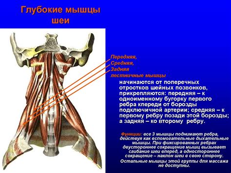 Строение мышцы - презентация онлайн
