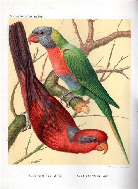 The Illustrated Book of Canaries and Cage Birds, British and Foreign by