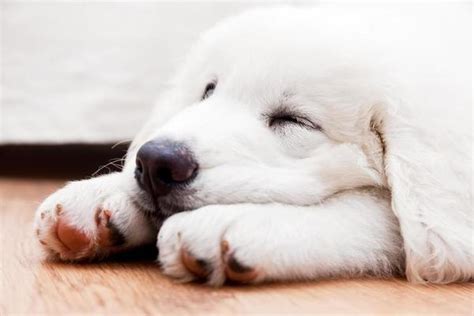 Sleeping Dog Stock Photos, Images and Backgrounds for Free Download