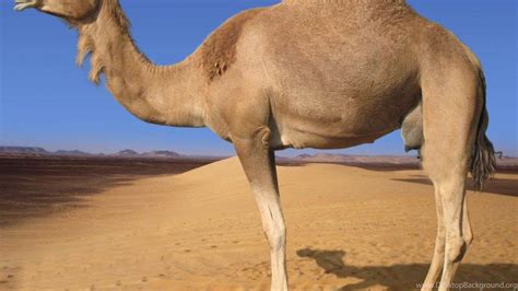 Desert Camel Wallpapers - Wallpaper Cave