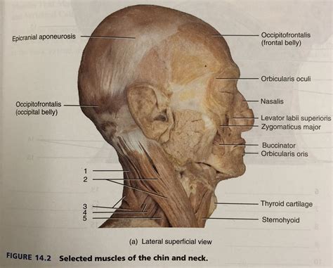 medical term  underside  chin  maria couch blog