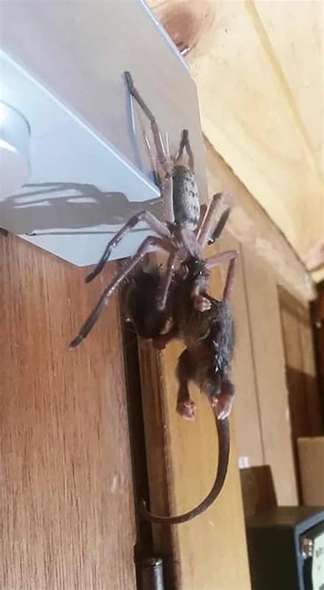 Fascinating Encounter: Huntsman Spider Captures Pygmy Possum