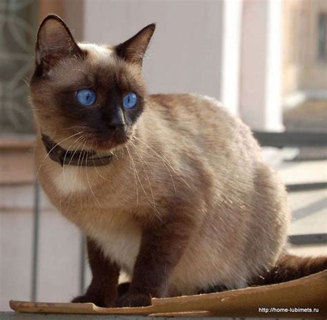Породы кошек по знакам Зодиака | Cat breeds with pictures, Siamese cats ...