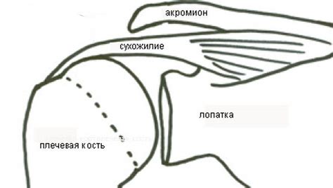 Acromion: Как действа, функции, възможни заболявания и наранявания