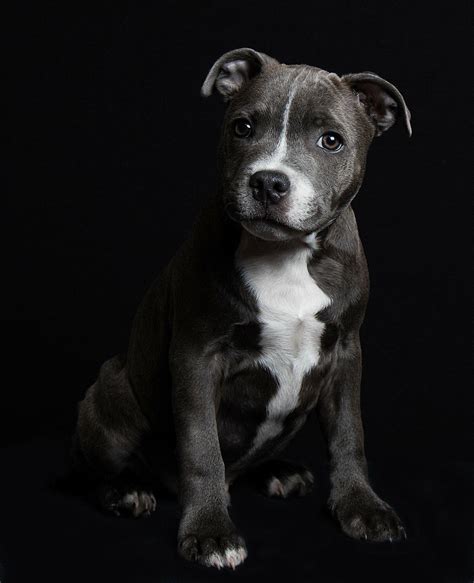 My pup :) : r/pics