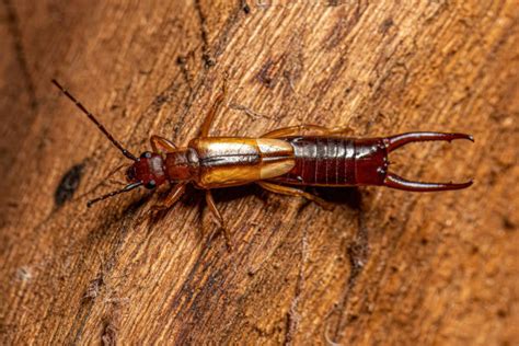 970+ Earwig Stok Fotoğrafları, Resimler ve Royalty-Free Görseller - iStock