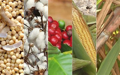 Veja perspectivas para os principais produtos agrícolas na safra 2019/ ...