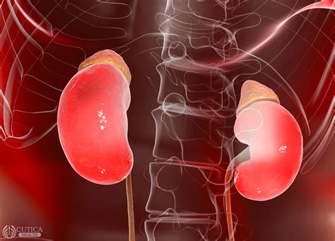 Alcohol and your Kidneys - Octosoft Technologies