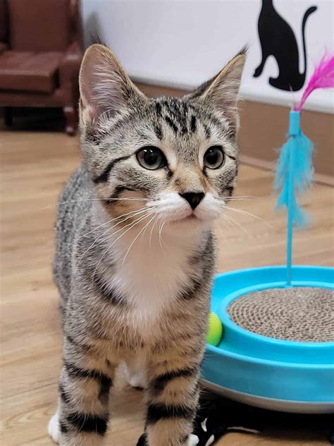 Volunteers explain how to meet the adoptable cats near me easily 10