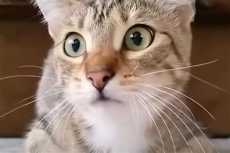 Смішна реакція кішки на фільм жахів потрапила на відео | Animals, Cats