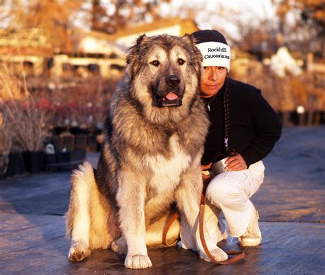 Rockhill Caucasians Breeders of Caucasian Ovcharka also know by the