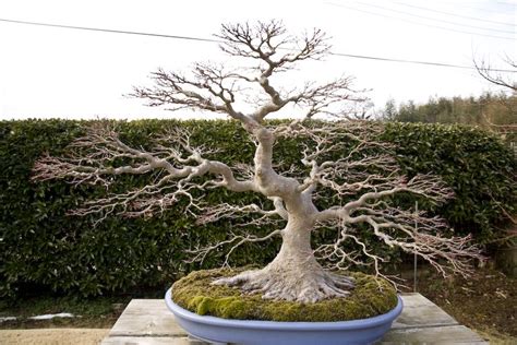 Nice Nebari. Japanese Maple. Bonsai Art, Bonsai Plants, Bonsai Garden ...