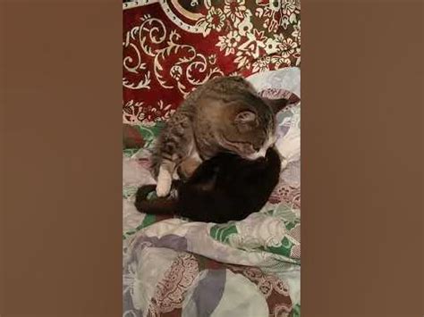 Старший кот уже хочет спать,но маленький задира не отстаёт 🐈 - YouTube