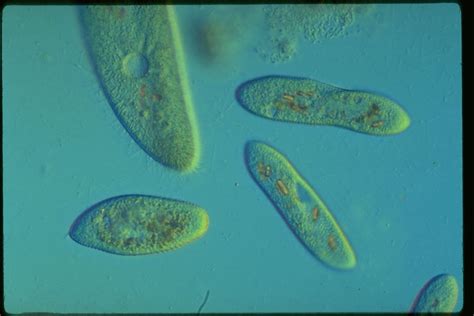 Protist Image Database