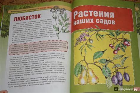 Книга: Культурные растения - Сергей Шустов. Купить книгу, читать ...