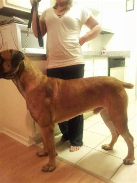 Male Boerboel Available in TX | Boerboel, Male, Rescue