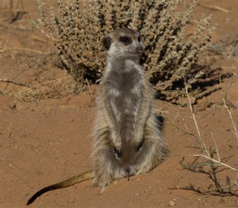 SIDECAR: Un Suricato - A Meerkat