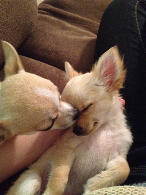 Chihuahua dog chiwawa dog information – Artofit