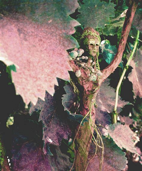 Madam Grape Lady Photograph - Madam Grape Lady Fine Art Print