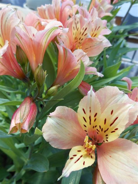 Alstroemeria, Inca Series