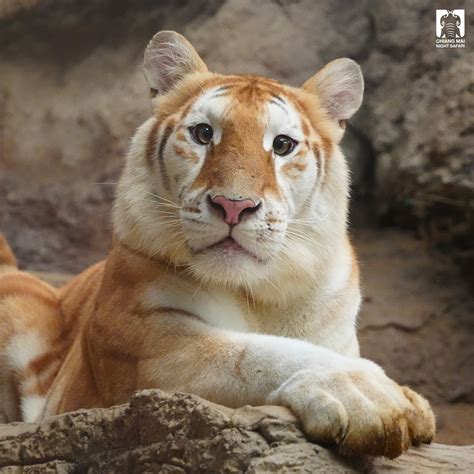 Meet Eva & Luna: Rare Golden Tiger Cubs In Thailand May Be Coming For