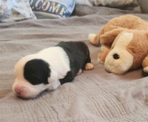 Old English Sheepdog Puppies For Sale