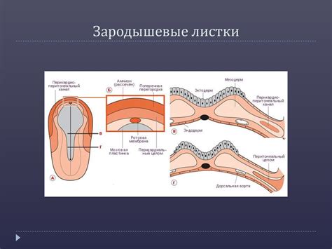 Внеорганные опухоли шеи - презентация онлайн