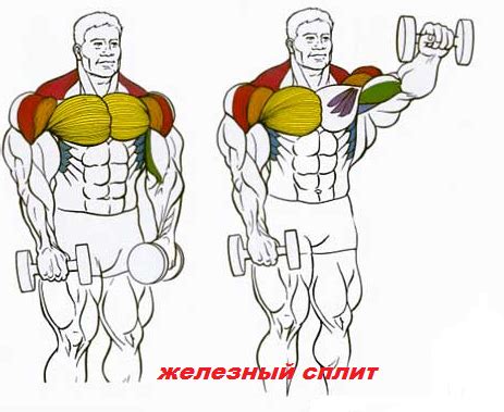 Тренировка плеч гантелями ⋆ ЖЕЛЕЗНЫЙ СПЛИТ