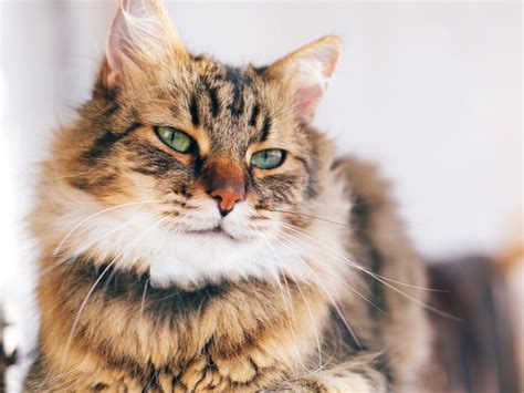 Сахарный диабет у кошек | котов - Самое важное!