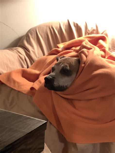 Dog Licking Blanket Excessively at Michele Fields blog