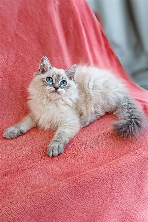 Quence the Siberian Kitten Fluffy Blue-Eyed Joy