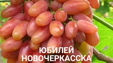 УСТОЙЧИВЫЕ СОРТА ВИНОГРАДА🍇 для ЧЕРНОЗЕМЬЯ, НЕЧЕРНОЗЕМЬЯ, ПОДМОСКОВЬЯ и ...
