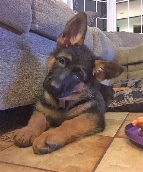 Koda laying next to a purple plate