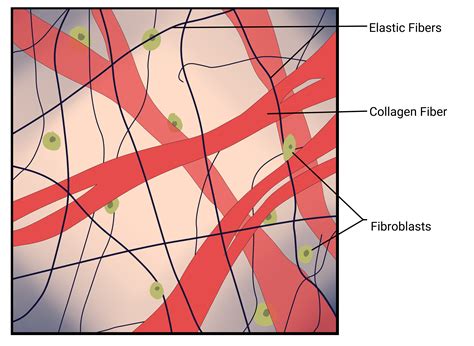 label the tissue types illustrated here 2