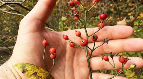 Multiflora Fruit
