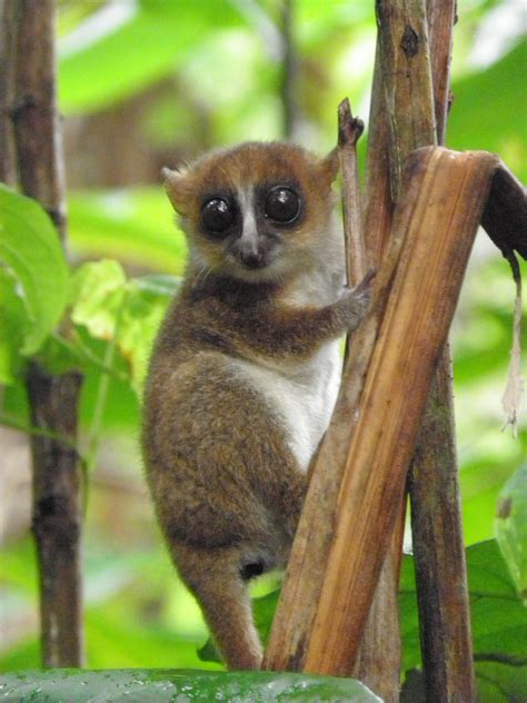New lemur discovered in Madagascar is already a…