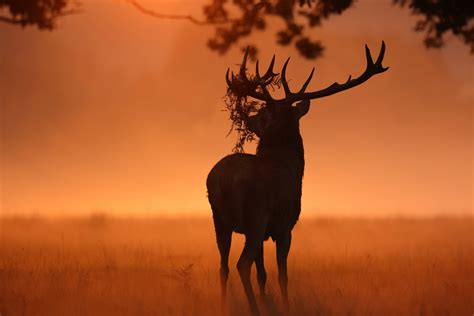 deer sunlight nature wallpaperhd animals wallpapersk wallpapers