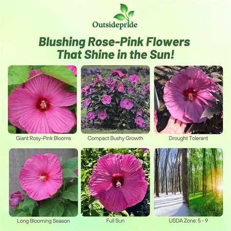 Hibiscus Luna Rose Container Plant Seeds