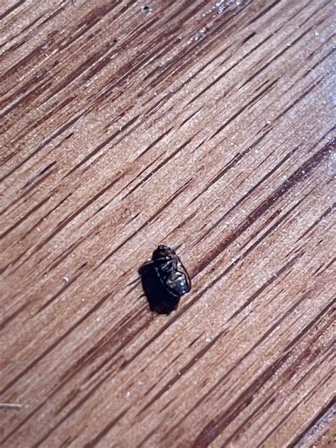 laminate flooring bugs