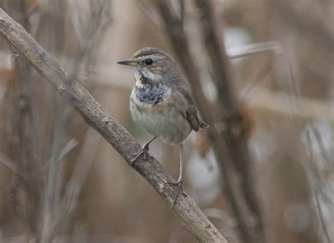 Bluethroat | Audubon Field Guide