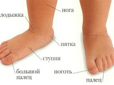Лодыжка где находится у человека фото массаж