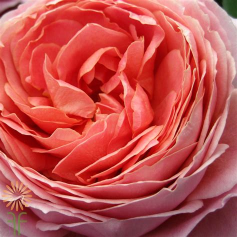 Romantic Antike Garden Roses l Wholesale Flowers & DIY Wedding Flowers