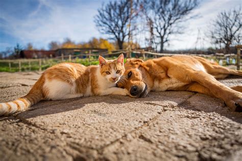 Spay/Neuter Clinic | Highland Humane Society