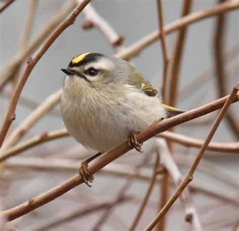 Golden-crowned Kinglet | Hawk Mountain Sanctuary: Learn Visit Join